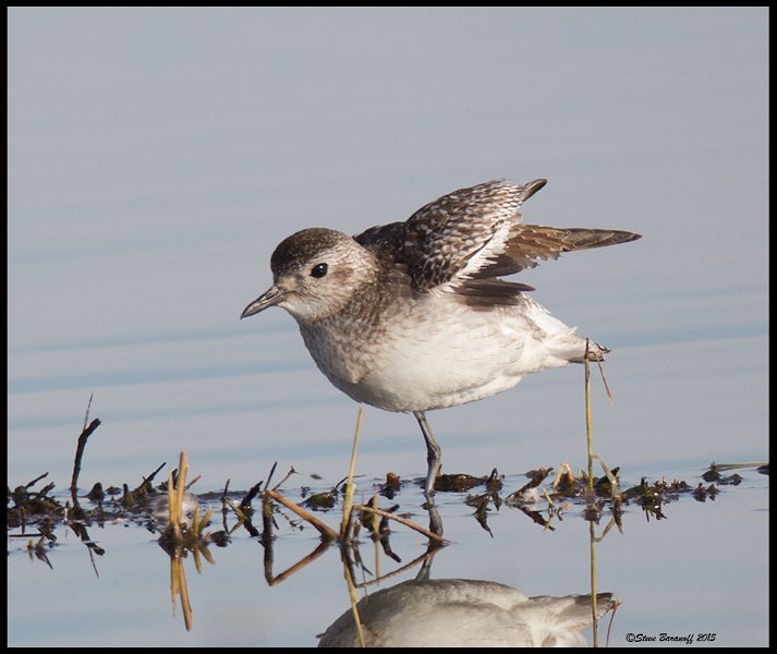 _5SB7228 immature black-bellied plover.jpg